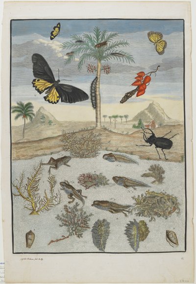 Insects and Fish with Island Background, 1705-71 by Maria Sibylla Merian
